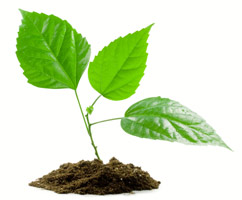 Go Green with the Hydrant RO